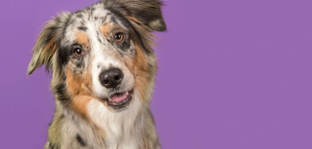 Australian Shepherd always hungry