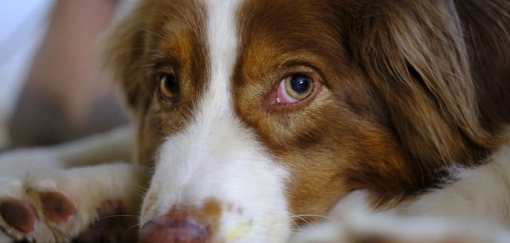 Australian Shepherd coughing