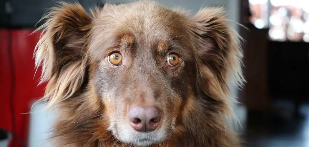 Australian Shepherd gagging