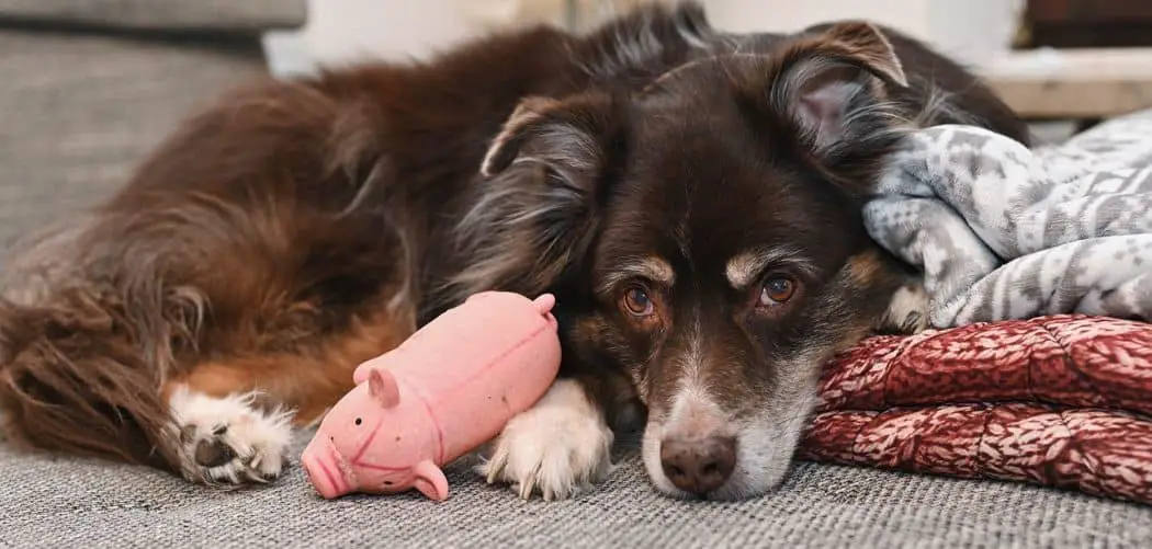 Australian Shepherd having trouble walking