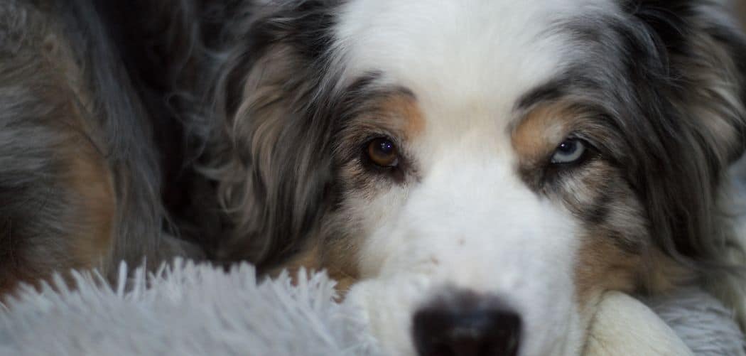Australian Shepherd limping