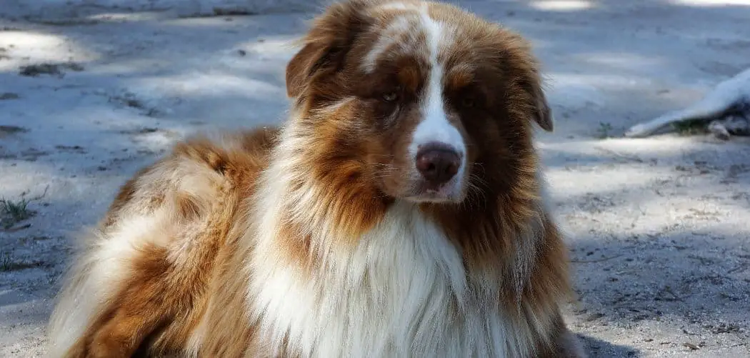 Australian Shepherd limping back leg