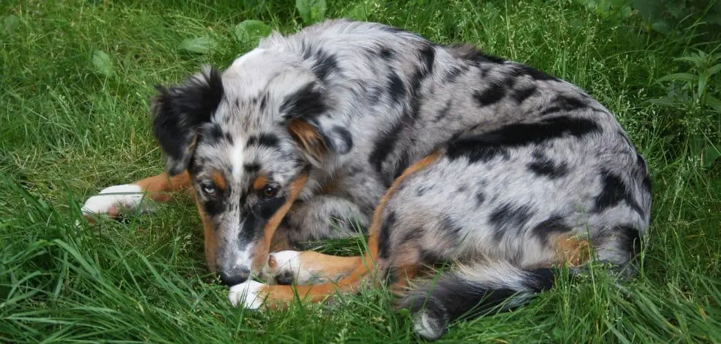 Australian Shepherd limping front leg