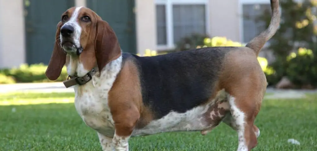Basset Hound Drooling Excessively