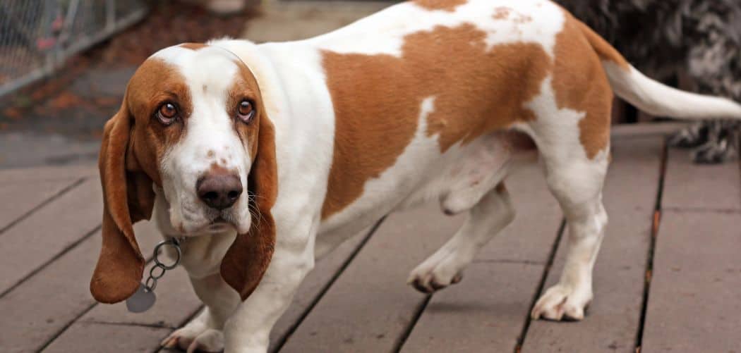 Basset Hound Limping