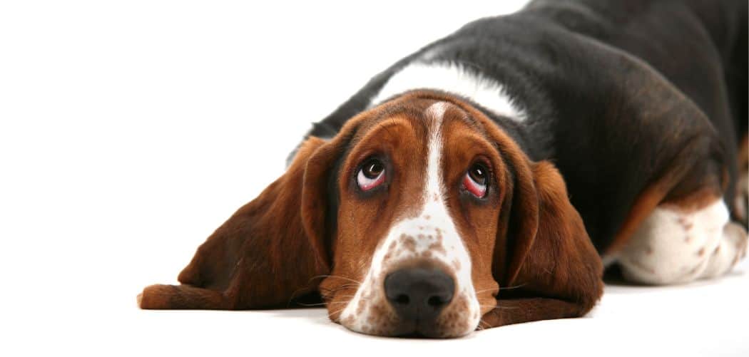 Basset Hound farting