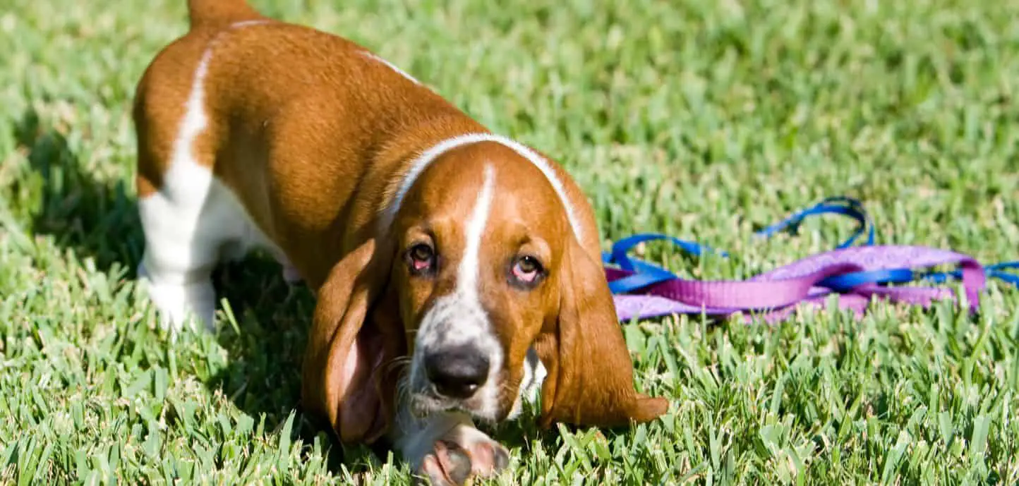 Basset Hound limping front leg
