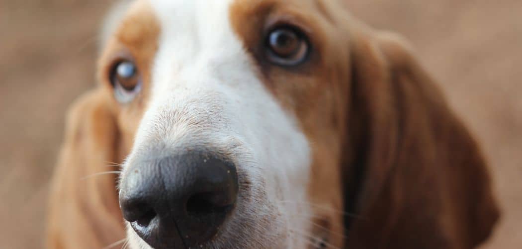 Basset hound always hungry