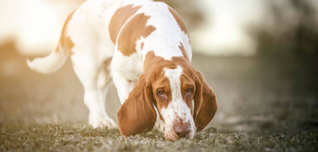 Basset hound digging