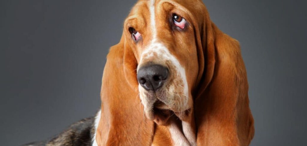 Basset hound hiccups