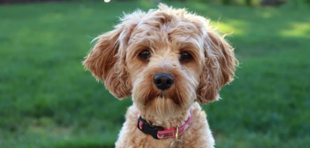 Cavapoo always hungry