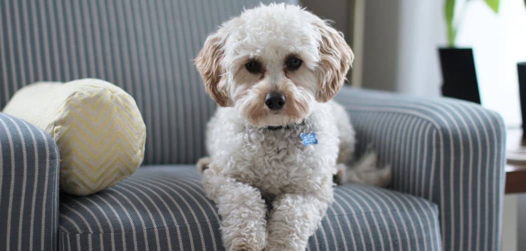 Cavapoo coughing