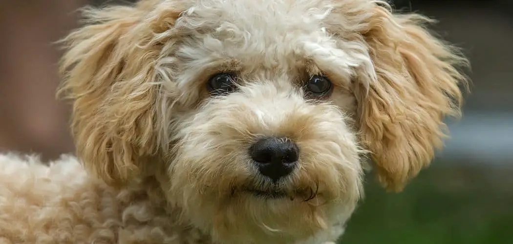 Cavapoo farting