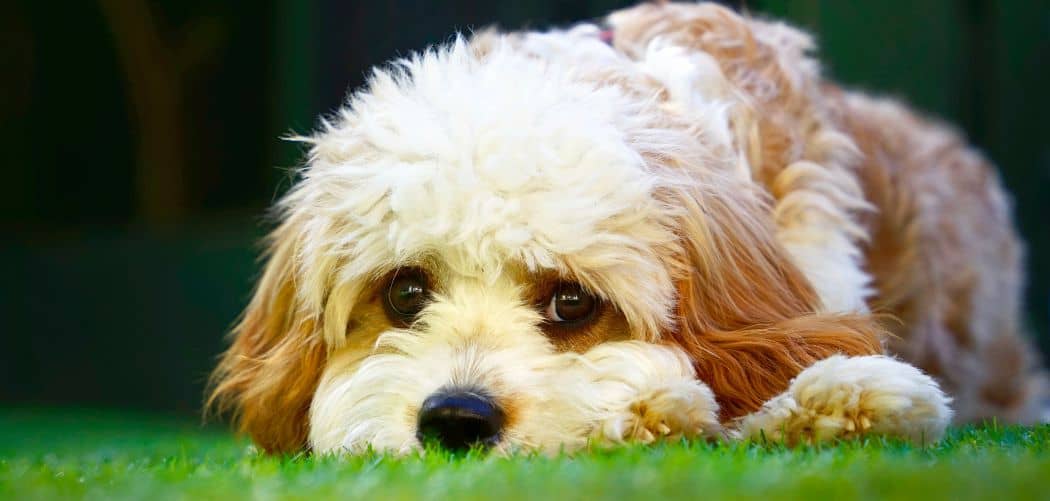 Cavapoo limping back leg