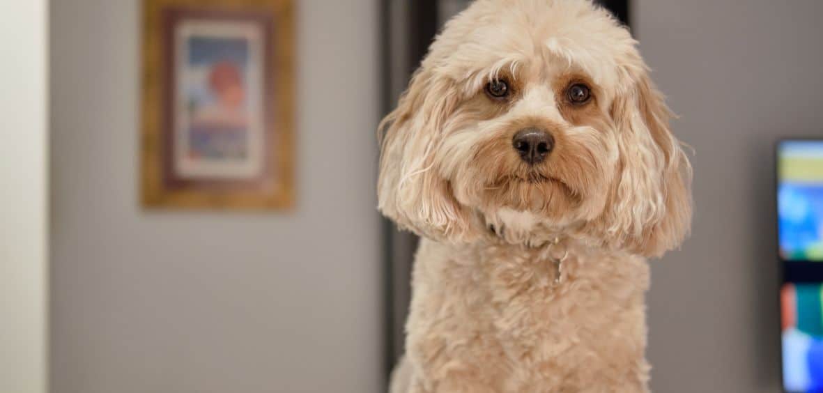 Cavapoo Limping Front Leg: Here’s Why And What To Do - Canines and Pups