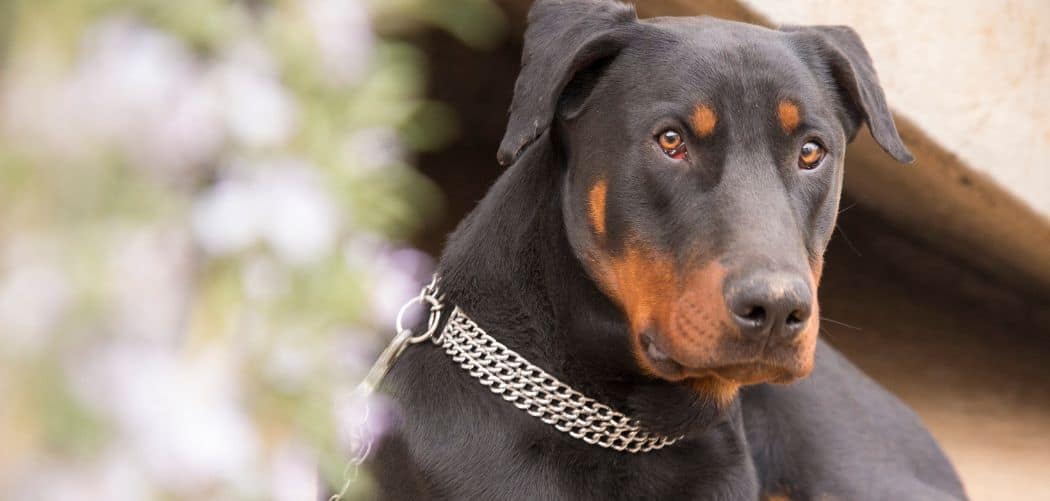 Doberman breathing heavy