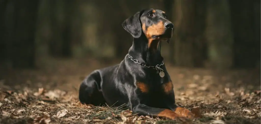 Doberman limping back leg