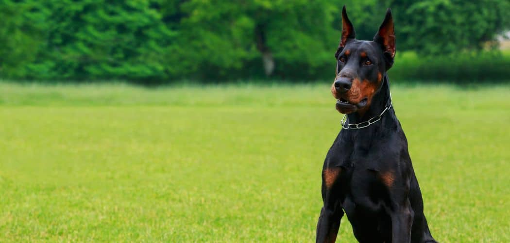 Doberman limping