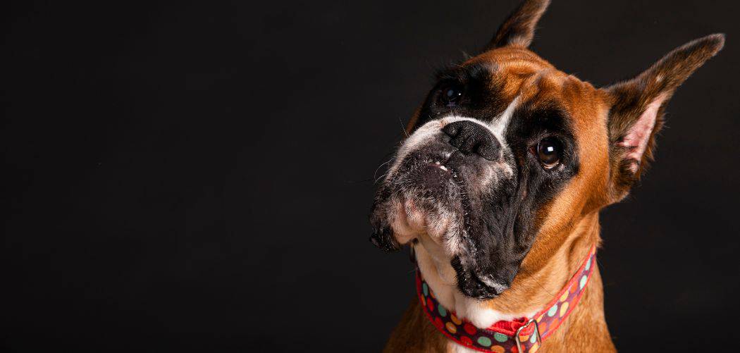 Dog diarrhea and anxiety