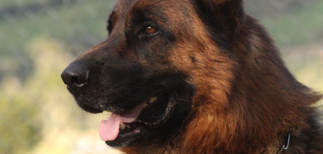 German Shepherd breathing heavy