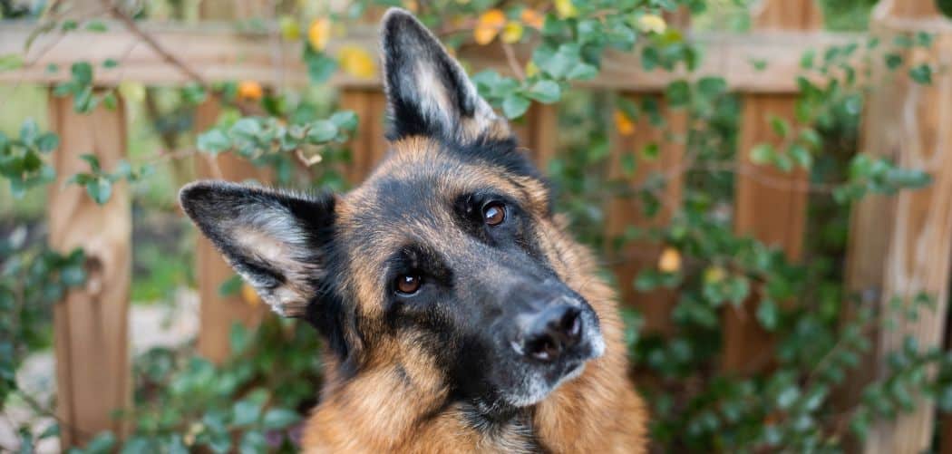 German Shepherd crying