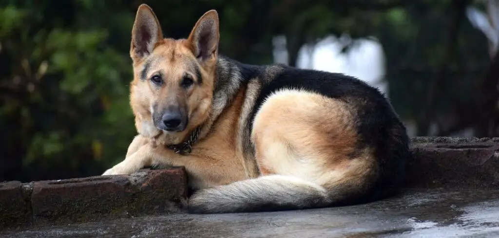 German Shepherd died suddenly