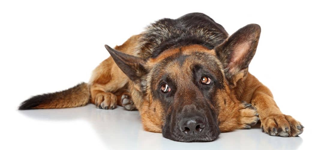 German Shepherd trouble walking