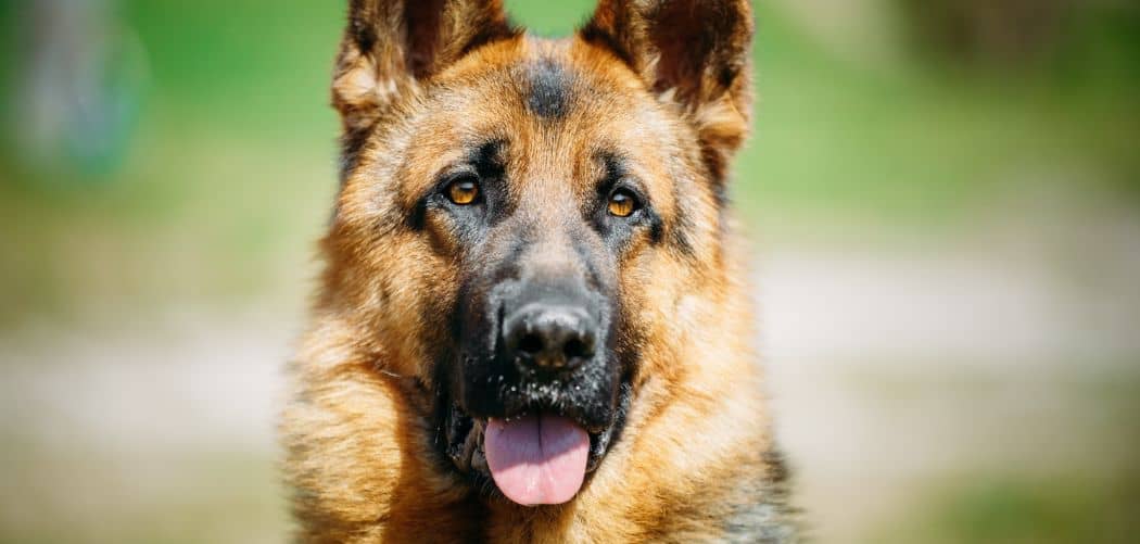 German shepherd drinking so much water