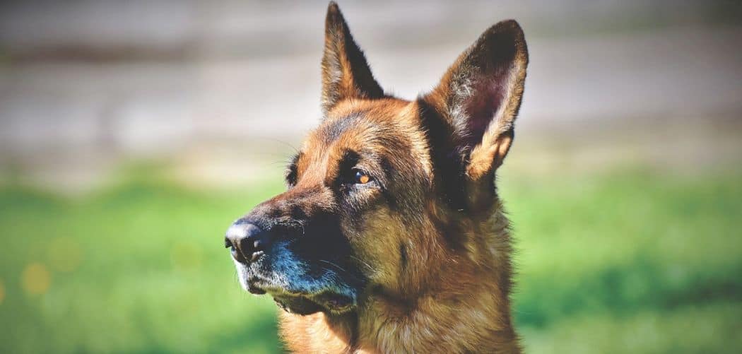 German shepherd shaking