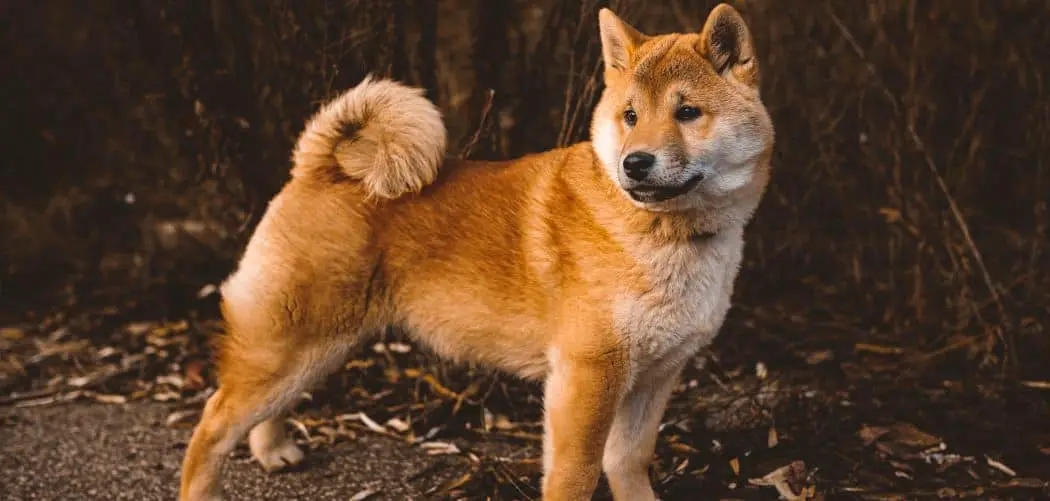 Shiba Inu limping