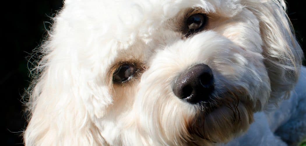 Why Are Cavapoos So Annoying