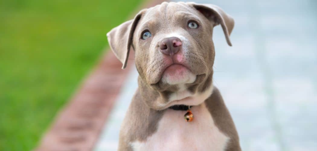Why Does My American Bully Fart So Much? Here’s Why Canines and Pups