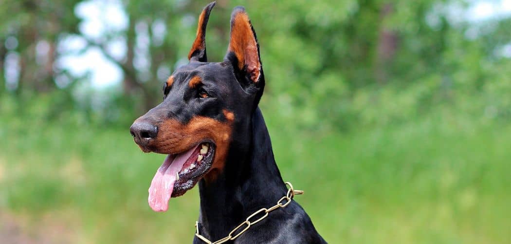 Why Is My Doberman Drooling