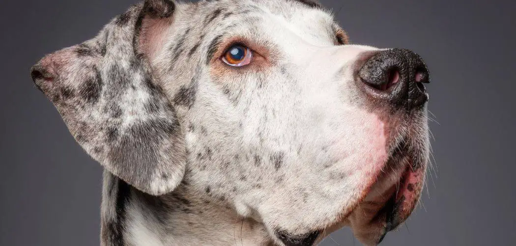 Why Do Great Danes Bark So Much? Here’s Why And How To Stop It ...