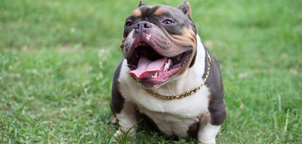 Why is my American Bully breathing so hard