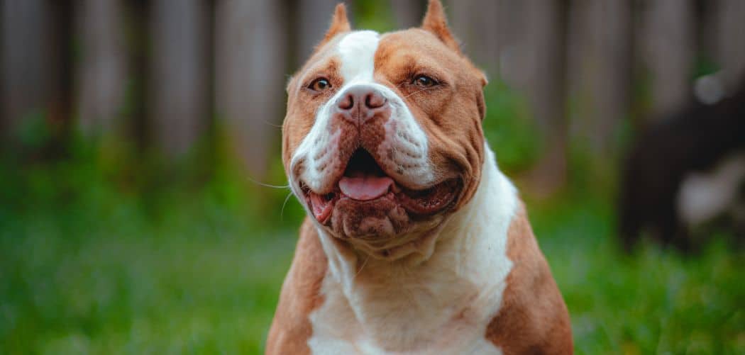 Why is my American Bully coughing