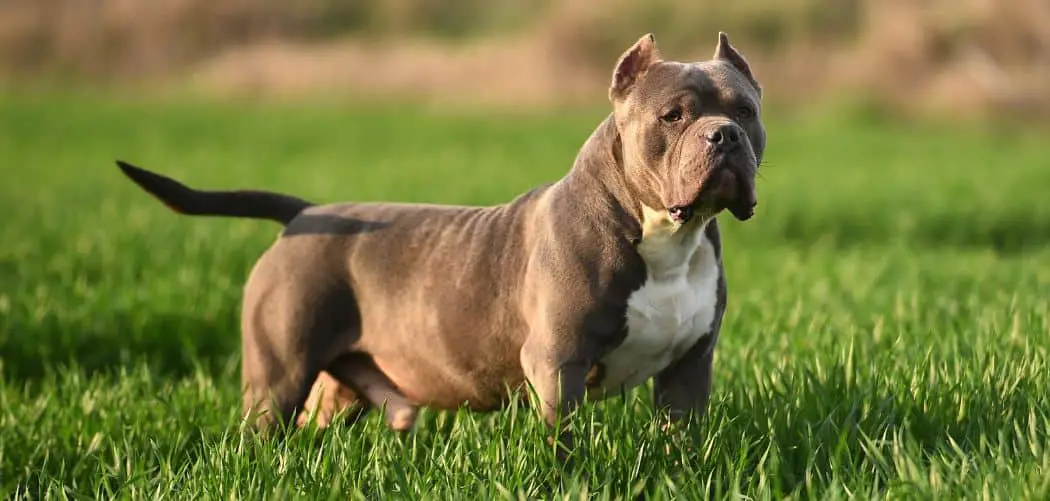 Are American Bully Aggressive