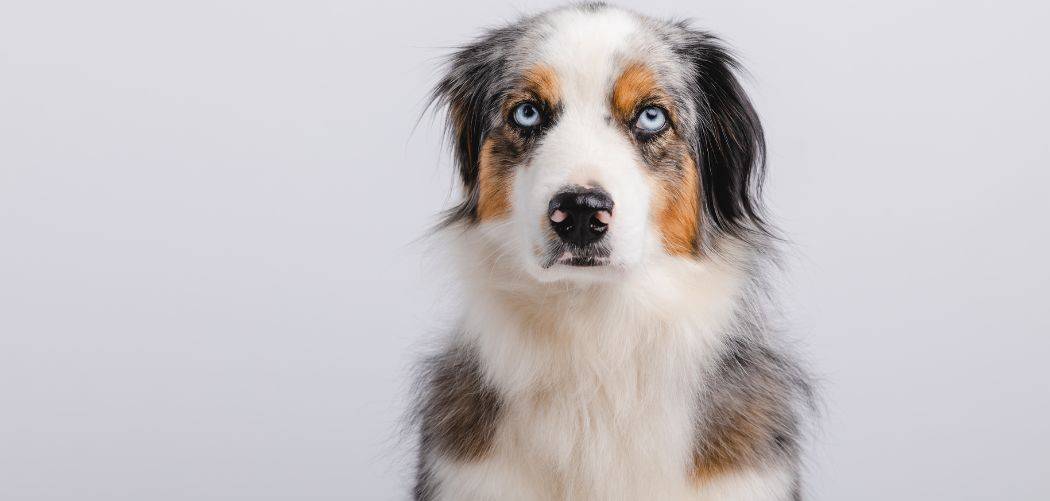 Why is my Australian Shepherd drinking lots of water