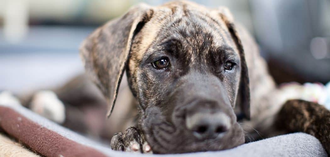 great dane diarrhea and not eating