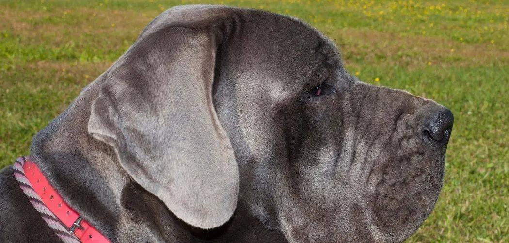 why doesnt my great dane howl