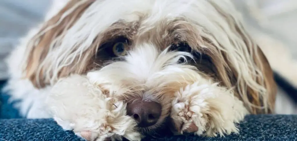 Aussiedoodle throwing up