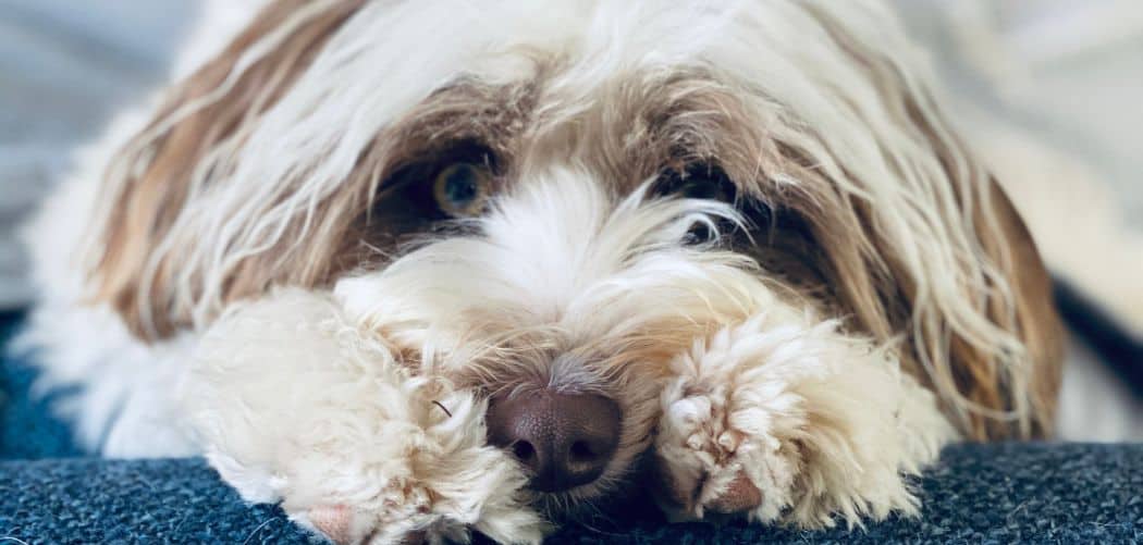 Aussiedoodle Throwing Up Here’s Why And What To Do Canines and Pups