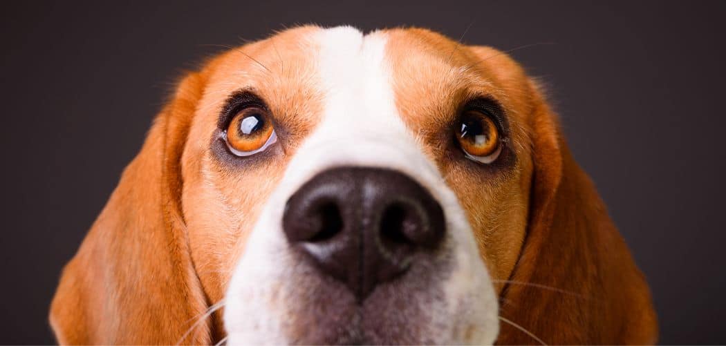 Beagle with diarrhea