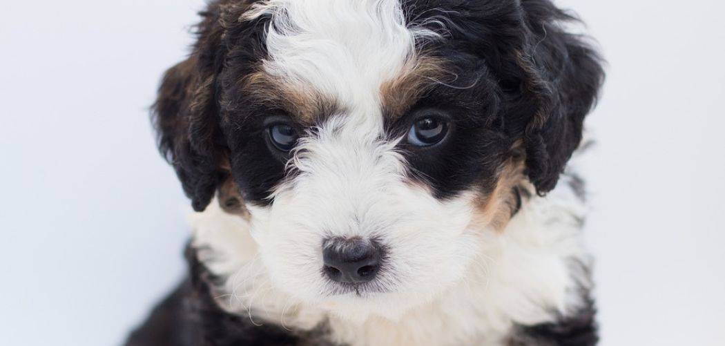 Bernedoodle with diarrhea