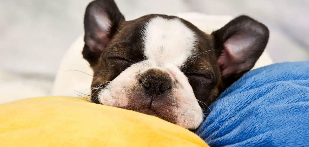 Boston terrier throwing up