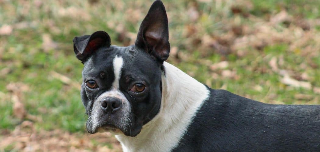 Boston terrier with diarrhea