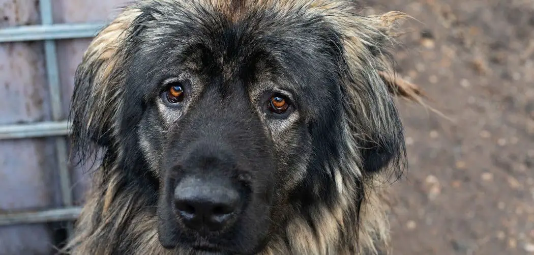 Caucasian Shepherd throwing up