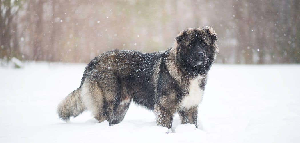 Caucasian Shepherd with diarrhea