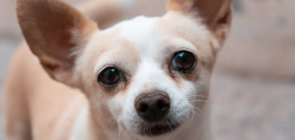 Chihuahua with diarrhea