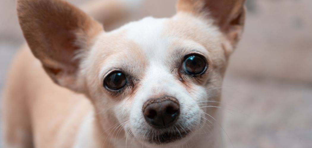 Chihuahua With Diarrhea: When Is It Time To Panic? - Canines and Pups